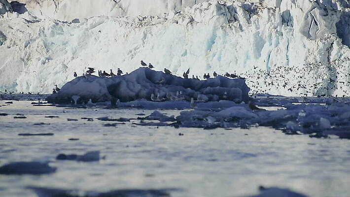 야생동물 자연 갈매기 사람없음 야외 평화 얼음 빙하 빙산 그린란드 MOV 해외동영상 클립영상 자연요소 동물 섬 컨셉 조류 덴마크 생태계 동영상 파일형식