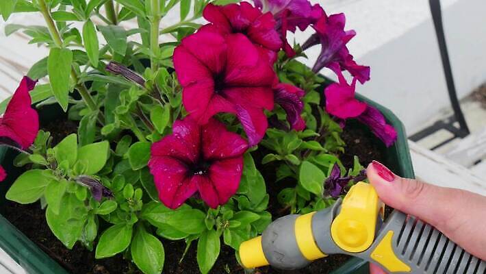 식물 손 꽃 꽃무늬 자연 사람 사람없음 초록색 물 뷰티 정원 액체 캔 냄비 유기농 거름 물뿌리기 바이오 원예사 피튜니아 4K MP4 해외동영상 클립영상 자연요소 직업 웰빙 컬러 무늬 모션 신체부위 솥 생태계 동영상 파일형식