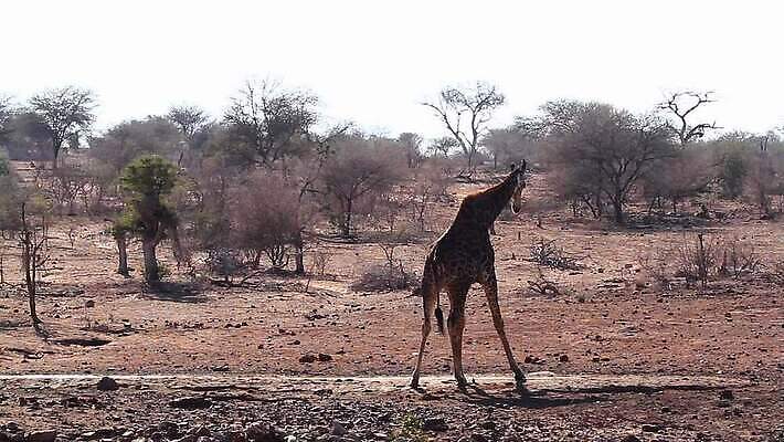 동물 야생동물 포유류 아프리카 자연 국립공원 사람없음 뷰티 걷기 황무지 보호 큼 기린 사파리 가뭄 남아프리카 보츠와나 보호구역 사바나 크루거 MOV 해외동영상 클립영상 공원 나라 컨셉 모션 날씨 크기 생태계 동영상 남아프리카공화국 구역 파일형식