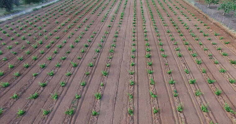 밭 농업 안테나 사람없음 경작 시골 포도밭 밭일 4K MOV 해외동영상 클립영상 산업 통신 농사 동영상 파일형식