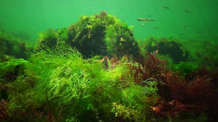 식물 바다 자연 사람없음 초록색 환경 바닷속 수중 해조류 생태계 광합성 산화 생태학 소금물 4K 수중영상 MP4 해외동영상 클립영상 교육 컬러 해양식물 동영상 파일형식