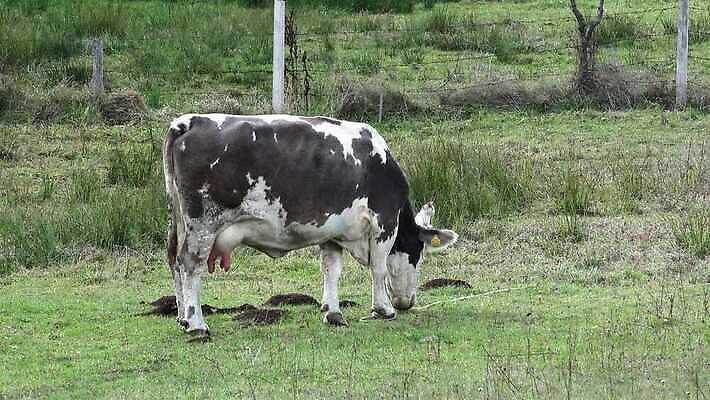 동물 밭 농업 포유류 자연 사람없음 경제 농장 농경지 마을 환경 농사 가축 소고기 우유 시골 소 군중 먹이 방목 허브 젖 동물상 밭일 유래 찰과상 4K MP4 해외동영상 클립영상 식물 산업 유제품 육류 사람 조형물 축산업 상처 생태계 동영상 파일형식