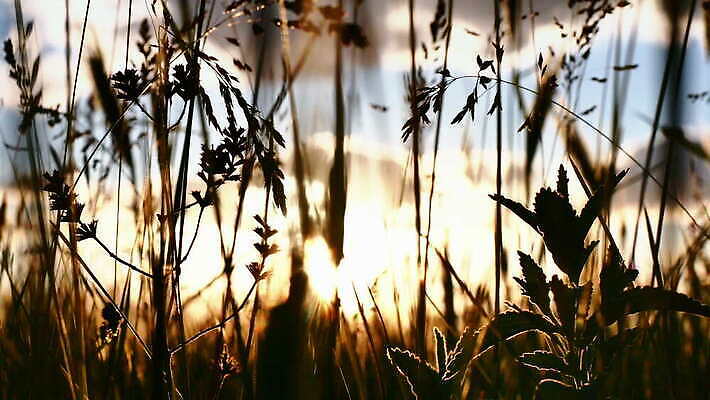 주간 식물 계절 컬러 여행 백그라운드 밭 농업 자연 하늘 아침 날씨 옥수수 풍경 초원 사람없음 야외 초록색 여름 파란색 빛 농작물 햇빛 태양 농장 노란색 일출 환경 정원 맑음 침묵 일몰 봄 자유 수확 전원 시골 땅 밀 보케 부드러움 내추럴 4K MOV 해외동영상 클립영상 자연요소 산업 컨셉 곡류 노을 소리 감각 전기에너지 생태계 동영상 파일형식