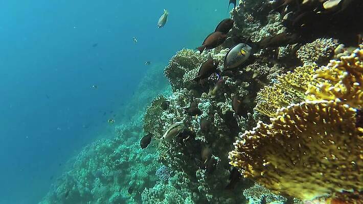 동물 야생동물 바다 컬러 백그라운드 자연 낚시 이집트 어류 사람없음 빨간색 물 파란색 컬러풀 환경 바닷속 수중 수영 수중동물 산호 산호초 다이빙 스쿠버다이빙 소금 암초 홍해 해파리 깊이 생태학 이국적 MP4 해외동영상 클립영상 자연요소 교육 아프리카 레저 수상스포츠 수중식물 자포동물 생태계 동영상 수중스포츠 파일형식