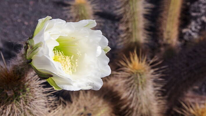 식물 구름 꽃 화분 화초 여행 잎 꽃무늬 자연 휴가 멕시코 선인장 종류 풍경 사람없음 야외 장식 세로 컬러풀 뷰티 3D 에너지 튀김 성장 벚꽃 쌍 원형 개화 가시 황무지 콜롬비아 묘사 생물학 심플 내추럴 식용 MOV 해외동영상 클립영상 자연요소 도형 교육 음식 컬러 북아메리카 무늬 남아메리카 디지털합성 생태계 동영상 파일형식