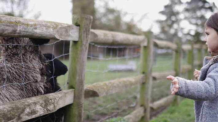 동물 야생동물 어린이 밭 농업 포유류 자연 엄마 영국 잉글랜드 사람 소녀 성인 사람없음 야외 목재 울타리 농장 머리 환경 금속 검은색 시골 양 소 먹이 먼지 철사 진흙 양모 배선 4K MOV 해외동영상 클립영상 나무 여자 유럽 산업 컬러 재료 가족 재질 신체부위 담장 한자 직물 생태계 동영상 파일형식