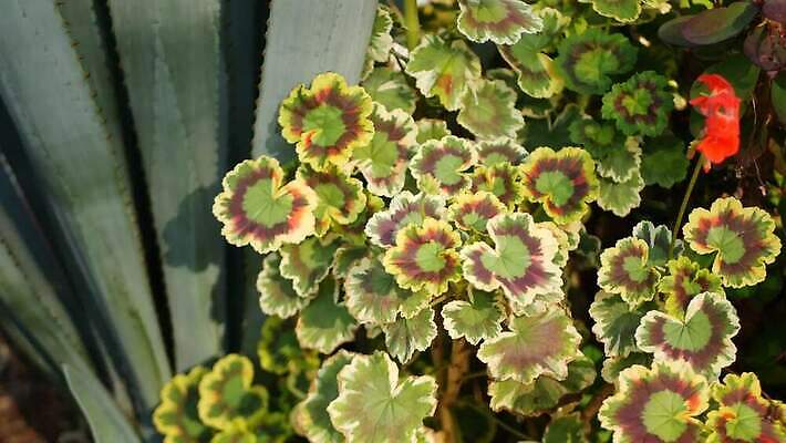 식물 꽃 화분 화초 컬러 백그라운드 단풍 잎 꽃무늬 사람없음 장식 빨간색 초록색 정원 미국 활발 성장 벚꽃 신선 개화 닫기 냄비 캘리포니아 내추럴 강렬 광합성 제라늄 카피스페이스 그리너리 세련 4K MP4 해외동영상 클립영상 컨셉 북아메리카 무늬 모션 공백 솥 동영상 파일형식 트랜드컬러