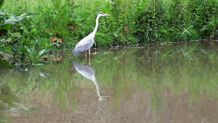 동물 자연 조류 낚시 사람없음 걷기 황무지 습지 먹이 왜가리 조심 서식지 내추럴 수유 포식 MP4 해외동영상 클립영상 모션 레저 생태계 동영상 파일형식