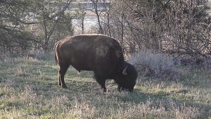 동물 공원 남자 야생동물 포유류 자연 털 사람없음 여름 갈색 계곡 미국 군중 방목 들소 황소 짝짓기 와이오밍 전국 4K MP4 해외동영상 클립영상 계절 공공시설 컬러 북아메리카 사람 소 축산업 생태계 동영상 파일형식
