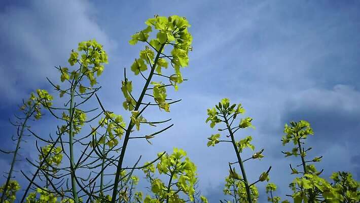 식물 구름 꽃 백그라운드 밭 농업 하늘 스웨덴 씨앗 풍경 사람없음 초록색 파란색 농장 노란색 환경 봄 에너지 시골 개화 기름 유채 생태계 땅바닥 밭일 카놀라 4K MP4 해외동영상 클립영상 자연요소 계절 산업 음식 컬러 바닥 북유럽 동영상 파일형식