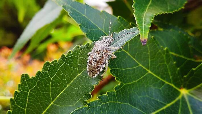 나무 식물 동물 곤충 단풍 낙엽 잎 모션 자연 성인 사람없음 환경 나뭇가지 신선 닫기 해충 벌레 보케 냄새 방패 느림 악취 블러효과 진실 MP4 해외동영상 클립영상 사람 생태계 동영상 블러 파일형식 효과