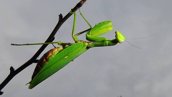 동물 1 유럽 야생동물 곤충 백그라운드 절지류 자연 무척추동물 안테나 사람없음 초록색 기도 벌레 생물학 육식동물 사냥꾼 내추럴 동물상 포식 4K MP4 해외동영상 클립영상 직업 교육 나라 컬러 통신 조형물 생태계 동영상 파일형식