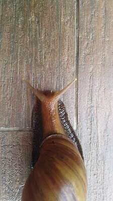 동물 야생동물 백그라운드 자연 바닥 연체동물 주택 사람없음 갈색 정원 젖음 껍질 흰색 타일 오브젝트 덮기 느림 고립 민달팽이 끈적임 MOV 해외동영상 클립영상 컬러 모션 무척추동물 건물 생태계 동영상 파일형식 달팽이_동물