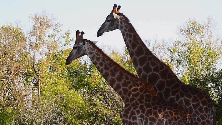 동물 커플 여자 남자 야생동물 2 포유류 아프리카 자연 국립공원 사람없음 옆모습 관광지 축제 황무지 보호 기린 사파리 싸움 목 남아프리카 보츠와나 보호구역 크루거 MOV 해외동영상 클립영상 멸종위기종 공원 나라 뷰포인트 여행 컨셉 관계 모션 사람 신체부위 생태계 동영상 남아프리카공화국 구역 파일형식