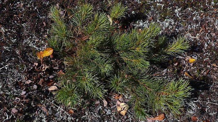 나무 식물 계절 야생동물 꽃무늬 자연 바람 산 씨앗 동양인 사람없음 야외 치료 초록색 일본 나뭇가지 소나무 가장자리 약초 숲 관목 러시아 상록수 침엽수 솜털 내추럴 난쟁이 삼나무 시베리아 식용 화창 유라시아 4K MOV 해외동영상 클립영상 자연요소 동물 꽃 유럽 아시아 컬러 무늬 의학 날씨 인종 풀_식물 둘레 생태계 동영상 파일형식