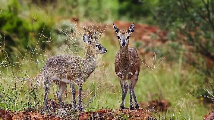 동물 커플 여자 남자 야생동물 2 포유류 아프리카 자연 바람 국립공원 사람없음 야외 앞모습 관광지 황무지 보호 사파리 영양 남아프리카 보츠와나 보호구역 사바나 크루거 MOV 해외동영상 클립영상 자연요소 공원 나라 뷰포인트 여행 컨셉 관계 날씨 사람 생태계 동영상 남아프리카공화국 구역 파일형식