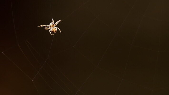 동물 컬러 곤충 백그라운드 패턴 자연 사람없음 야외 초록색 빛 뷰티 정원 검은색 웹 새벽 그물 벌레 거미줄 거미 올가미 내추럴 변소 짜기 MOV 해외동영상 클립영상 자연요소 무늬 인터넷 모션 생태계 동영상 파일형식