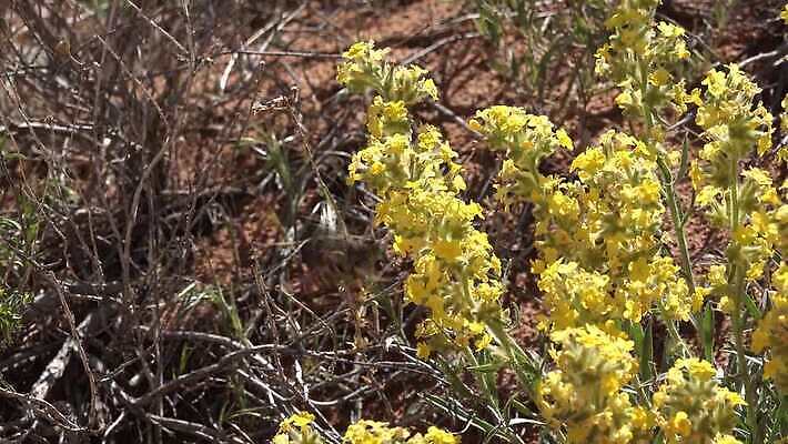 동물 야생동물 나비 곤충 백그라운드 자연 사람없음 초록색 갈색 흰색 나방 동물상 미루나무 4K MP4 해외동영상 클립영상 나무 컬러 조형물 생태계 동영상 파일형식