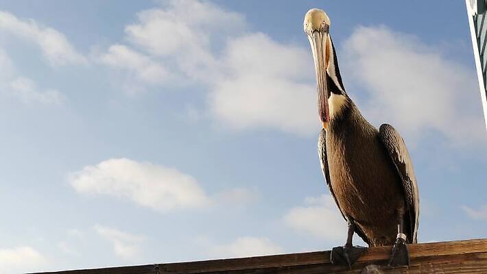 동물 야생동물 바다 로우앵글 날개 조류 하늘 사람없음 목재 여름 항구 미국 자유 닫기 큼 펠리컨 깃털 부리 캘리포니아 태평양 서식지 계산서 로스앤젤레스 동물상 철책 4K 오션사이드 산타모니카 MP4 해외동영상 클립영상 나무 계절 뷰포인트 컨셉 북아메리카 재료 교통시설 모션 조형물 크기 동영상 파일형식