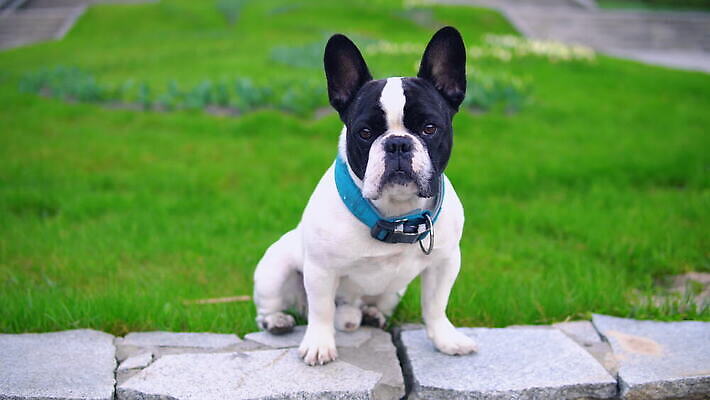 동물 응시 공원 교육 컬러 자연 놀이 휴가 피곤 취미 사람없음 야외 울타리 머리 게임 개 강아지 치아 호흡 사냥개 귀 불독 내추럴 프랑스어 규율 기르기 총구 플레이어 그리너리 4K 순혈 MOV 해외동영상 클립영상 문자 시선 공공시설 컨셉 포유류 신체부위 담장 반려동물 소화기관 생태계 동영상 돌봄 파일형식 트랜드컬러