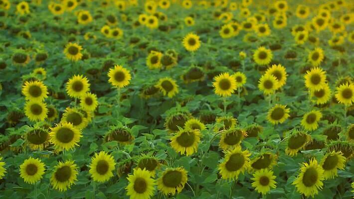 식물 계절 꽃잎 밭 농업 오렌지 자연 해바라기 씨앗 사람없음 야외 초록색 농작물 컬러풀 햇빛 농장 노란색 정원 맑음 일몰 활발 성장 벚꽃 시골 원형 수수께끼 개화 장면 내추럴 4K MP4 해외동영상 클립영상 도형 꽃 산업 컬러 컨셉 과일 날씨 태양 노을 생태계 동영상 파일형식