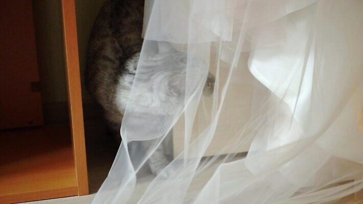 동물 드레스 옷 결혼 포유류 결혼식 영국 실내 사랑 사람없음 반려동물 유행 고양이 침실 회색 흰색 가운 스타일 스코틀랜드 MOV 해외동영상 클립영상 감정 유럽 컬러 이벤트 내부 동영상 파일형식