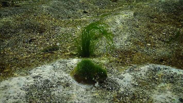 식물 야생동물 자연 사람없음 초록색 수중 해조류 파편 버리기 생태계 광합성 산화 4K 수중영상 MP4 해외동영상 클립영상 동물 컬러 모션 해양식물 동영상 파일형식