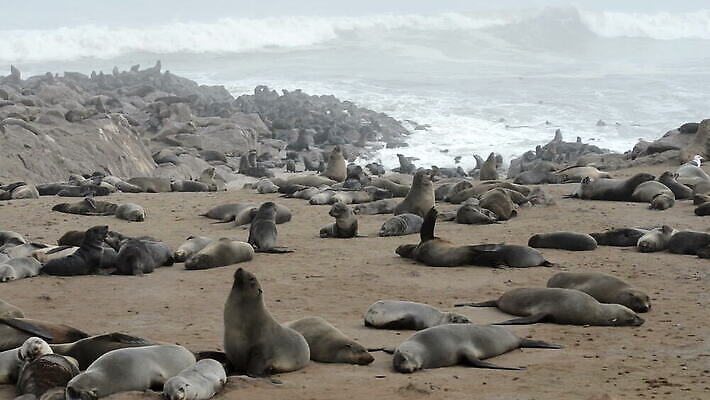 동물 야생동물 모래 포유류 아프리카 자연 놀이 휴식 수염 골격 털 사람없음 빛 평화 수영 거품 잠 서핑 그룹 황무지 보호 매끈함 먹이 물개 모피 꼬리 오르기 지느러미 덩어리 대서양 기어가기 나미비아 식민지 MOV 해외동영상 클립영상 나라 바다 컨셉 모션 바다동물 수상스포츠 감각 생태계 동영상 남아프리카 파일형식