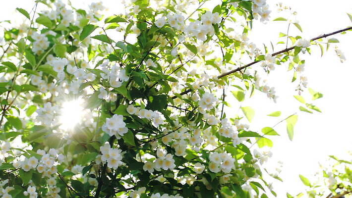 나무 식물 계절 꽃 자연 불꽃 풍경 사람없음 빛 반짝임 햇빛 태양 봄 벚꽃 나뭇가지 사과 장면 내추럴 패닝샷 MOV 해외동영상 클립영상 자연요소 과일 모션 불 촬영기법 생태계 동영상 파일형식