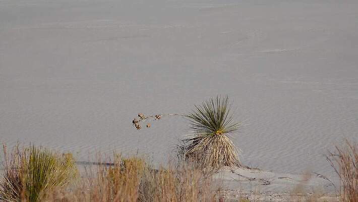식물 공원 모래 조각 여행 가이드 자연 하늘 새로움 건조 풍경 사람없음 파란색 모래사장 미국 일몰 사막 흰색 역사 모래언덕 언덕 질감 치와와 기념물 천연기념물 내추럴 뉴멕시코 잔물결 전국 지질학 4K MP4 해외동영상 클립영상 직업 공공시설 교육 물결 바다 컬러 컨셉 북아메리카 노을 개 생태계 동영상 파일형식
