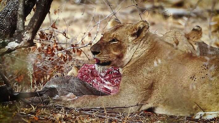 동물 여자 야생동물 새끼 포유류 아프리카 자연 엄마 국립공원 사람없음 고양이 황무지 보호 사자 먹이 먹기 사파리 육식동물 남아프리카 보츠와나 보호구역 암사자 크루거 MOV 해외동영상 클립영상 멸종위기종 공원 나라 컨셉 가족 모션 사람 반려동물 암컷 생태계 동영상 남아프리카공화국 구역 파일형식