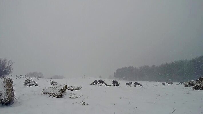 동물 계절 공원 남자 야생동물 겨울 포유류 자연 사슴 뿔 서기 풍경 사람없음 빨간색 달러 골짜기 추위 가을 흰색 황무지 숲 바퀴자국 사파리 꼬리 사냥 장면 눈보라 산악지대 웅장함 투쟁 MOV 해외동영상 클립영상 공공시설 컬러 돈 자국 모션 산 눈_날씨 사람 생태계 동영상 파일형식