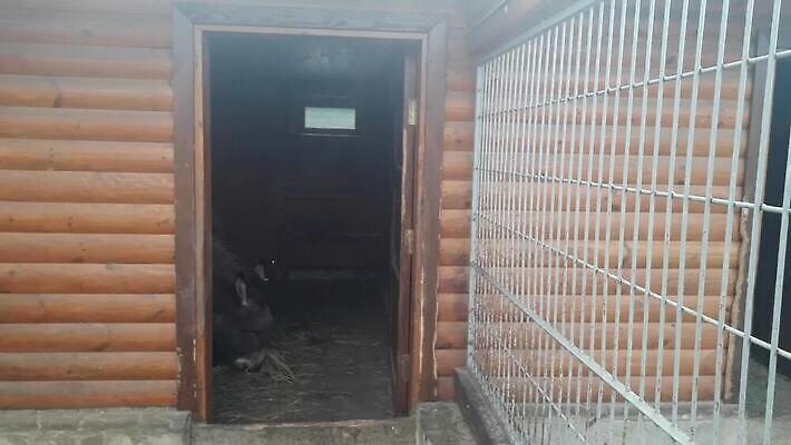 동물 공원 야생동물 포유류 자연 건강 동물원 서기 사람없음 야외 농장 가축 흰색 시골 볏짚 먹이 당나귀 밀짚 외양간 방목장 밭일 MP4 해외동영상 클립영상 공공시설 컬러 농업 모션 말_동물 짚 생태계 동영상 파일형식