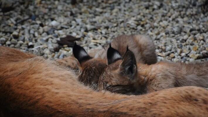 동물 여자 야생동물 2 포유류 가족 자연 엄마 동물원 사람없음 울타리 고양이 우유 간호사 닫기 빨다 쓰레기 작음 먹기 각도 육식동물 돌봄 수유 스라소니 유라시아 MOV 해외동영상 클립영상 유럽 아시아 관계 모션 유제품 사람 담장 반려동물 의료진 크기 생태계 동영상 파일형식