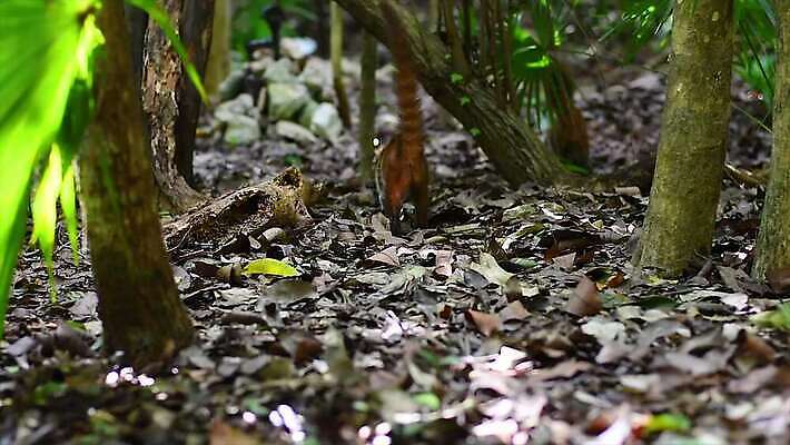 나무 동물 얼굴 야생동물 어린이 포유류 자연 털 동물원 사람없음 야외 갈색 환경 검은색 미국 군중 숲 열대우림 모피 코 꼬리 육식동물 새장 주둥이 남쪽 노려봄 돌봄 코스타리카 동정 자선단체 4K MP4 해외동영상 클립영상 식물 컬러 북아메리카 모션 표정 사람 신체부위 그룹 중앙아메리카 방향 생태계 동영상 자선 케이지 파일형식