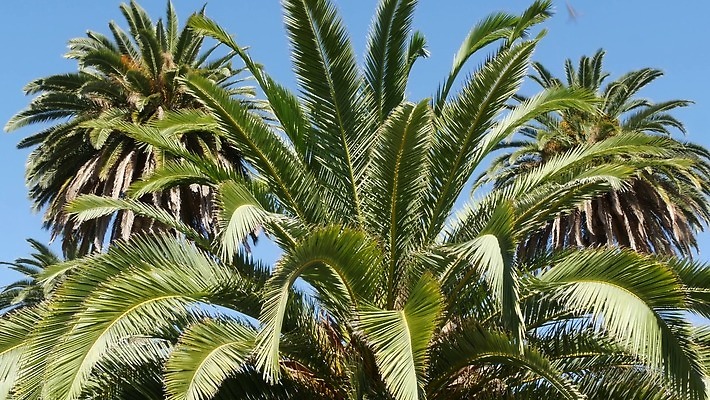 디자인 상징 로우앵글 여행 백그라운드 하늘 휴가 왕관 사람없음 여름 야자수 햇빛 뷰티 맑음 미국 꿈 자유 분위기 질감 심플 캘리포니아 태평양 할리우드 로스앤젤레스 이국적 파라다이스 카피스페이스 플로리다 미니멀 4K 산타모니카 MP4 해외동영상 클립영상 나무 계절 바다 뷰포인트 컨셉 북아메리카 날씨 태양 공백 동영상 파일형식