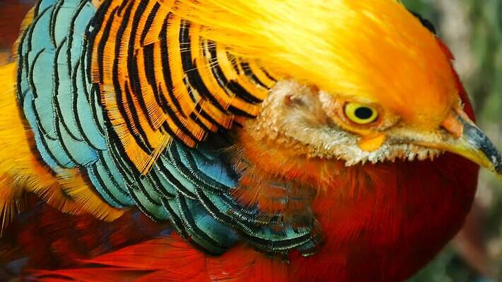 동물 1 남자 야생동물 컬러 백그라운드 패턴 날개 오렌지 자연 조류 왕관 사람없음 장식 빨간색 파란색 컬러풀 뷰티 농장 노란색 머리 검은색 중국 줄무늬 흰색 황금 우아함 닫기 숲 깃털 싱글 보여주기 꿩 봉황 이국적 MOV 해외동영상 클립영상 아시아 컨셉 무늬 농업 과일 모션 사람 신체부위 생태계 동영상 파일형식