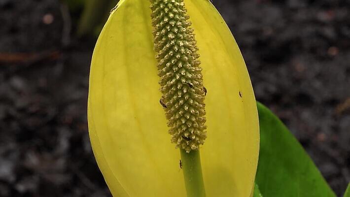 식물 꽃 컬러 자연 잉글랜드 사람없음 초록색 물 노란색 봄 젖음 습지 양배추 냄새 변소 서쪽 워싱턴 4K MP4 해외동영상 클립영상 자연요소 계절 채소 영국 미국 방향 생태계 동영상 파일형식