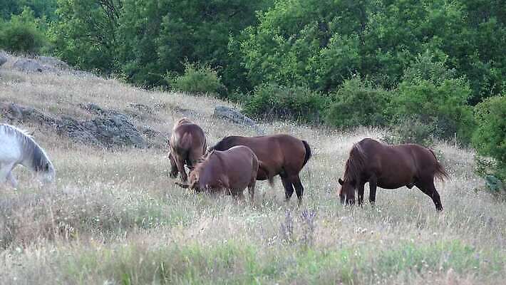 동물 밭 포유류 자연 산 서기 사람없음 야외 초록색 농장 갈색 목장 시골 군중 방목 언덕 망아지 밭일 찰과상 4K MP4 해외동영상 클립영상 새끼 컬러 농업 모션 사람 말_동물 축산업 상처 생태계 동영상 파일형식