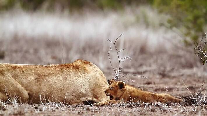 동물 야생동물 2 포유류 아프리카 자연 국립공원 사람없음 고양이 황무지 보호 결합 사자 사파리 육식동물 남아프리카 보츠와나 보호구역 암사자 크루거 MOV 해외동영상 클립영상 멸종위기종 공원 나라 컨셉 반려동물 암컷 생태계 동영상 남아프리카공화국 구역 파일형식