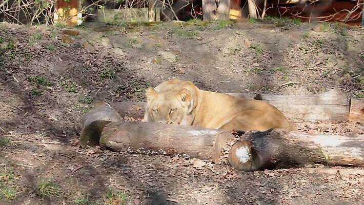 동물 응시 아시아 얼굴 잎 포유류 자연 휴식 피곤 사람없음 햇빛 갈색 머리 환경 맑음 침묵 황혼 새벽 게임 나뭇가지 입 감각 호흡 편안함 사파리 묘사 사냥 사자자리 거짓말 세렝게티 탄자니아 크루거 MOV 해외동영상 클립영상 자연요소 나무 식물 시선 나라 컬러 컨셉 아프리카 놀이 날씨 신체부위 태양 소리 일몰 별자리 생태계 동영상 남아프리카공화국 파일형식