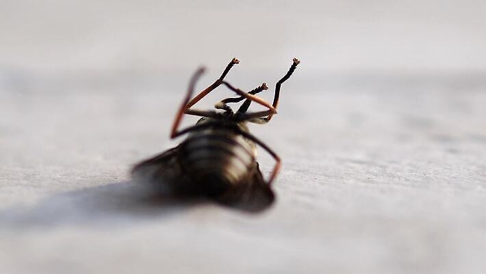 야생동물 곤충 백그라운드 날개 자연 생물 사람없음 야외 빨간색 흰색 죽음 황무지 닫기 해충 벌레 빨다 묘사 트럼펫 살인 고립 농약 위생관리 4K MP4 해외동영상 클립영상 동물 컬러 모션 관리 범죄 금관악기 생태계 동영상 파일형식