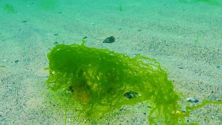 식물 바다 자연 사람없음 초록색 물 세계 환경 바닷속 수중 해조류 생태계 생물학 광합성 산화 생태학 소금물 4K 수중영상 MP4 해외동영상 클립영상 자연요소 교육 컬러 해양식물 동영상 파일형식