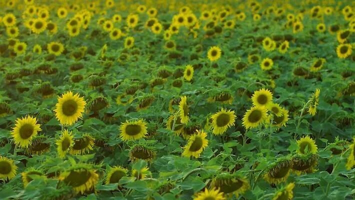 식물 계절 꽃잎 밭 농업 오렌지 자연 해바라기 씨앗 사람없음 야외 초록색 농작물 컬러풀 햇빛 농장 노란색 정원 맑음 일몰 활발 성장 벚꽃 시골 원형 수수께끼 개화 장면 내추럴 4K MP4 해외동영상 클립영상 도형 꽃 산업 컬러 컨셉 과일 날씨 태양 노을 생태계 동영상 파일형식