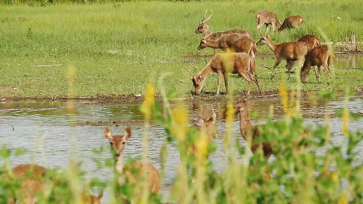 동물 공원 남자 야생동물 밭 농업 포유류 자연 산 털 동양인 사람없음 환경 달러 맑음 가축 봄 시골 그룹 황무지 선탠 군중 방목 먹기 언덕 생태계 서식지 내추럴 동물상 아기사슴 암사슴 찰과상 많음 4K MP4 해외동영상 클립영상 계절 공공시설 산업 새끼 컨셉 돈 모션 날씨 사슴 사람 인종 조형물 축산업 상처 암컷 동영상 파일형식