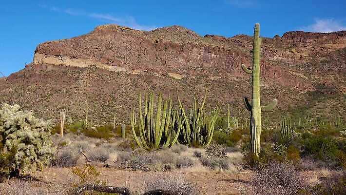 식물 공원 선 여행 자연 산 선인장 건조 사람없음 파란색 미국 성장 오르간 보호 큼 먼지 애리조나 천연기념물 전국 유일 4K MP4 해외동영상 클립영상 공공시설 컬러 컨셉 북아메리카 건반악기 크기 생태계 동영상 파일형식