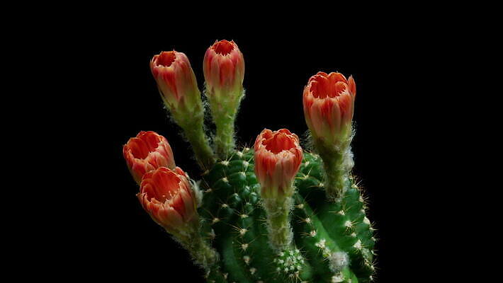 식물 계절 꽃잎 꽃 컬러 꽃다발 꽃무늬 모션 자연 선인장 사람없음 장식 가로 컬러풀 뷰티 봄 펼침 낭만 성장 신선 오픈 개화 변화 속도 동영상 생존 4K 타임랩스 MOV 해외동영상 클립영상 컨셉 무늬 촬영기법 생태계 파일형식