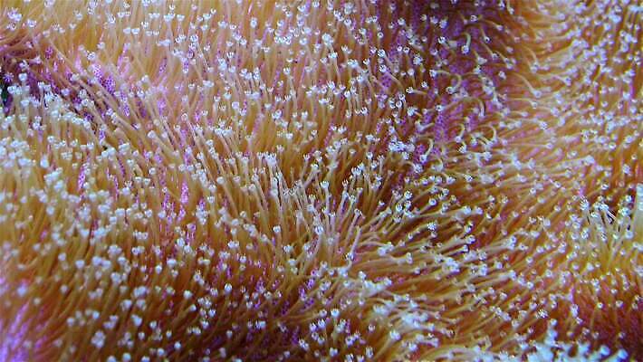 동물 야생동물 자연 왕관 어류 사람없음 환경 바닷속 수중 수영 광대 산호 산호초 닫기 다이빙 스쿠버다이빙 암초 수족관 해파리 깊이 이국적 포식 4K MP4 해외동영상 클립영상 모션 수중동물 수상스포츠 수중식물 자포동물 생태계 동영상 수중스포츠 파일형식