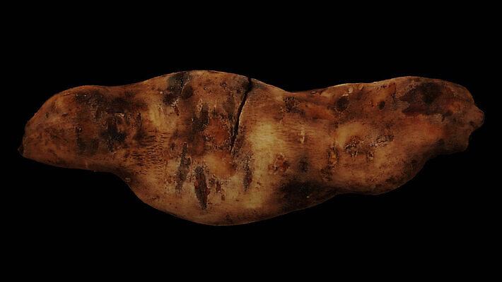 모델 음식 백그라운드 채소 열쇠 가면 사람없음 가로 농작물 3D 스크린 투명 고리 달콤 자르기 오브젝트 회전 만들기 뿌리 고립 돌리기 무한 스캔 완벽 진짜 채널 페루 현실 디테일 MOV 해외동영상 클립영상 컨셉 농업 모션 남아메리카 맛 디지털합성 동영상 파일형식