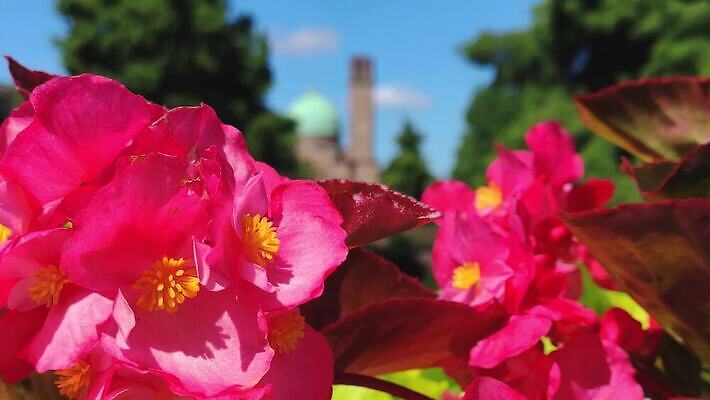 공원 종교 건축양식 벽돌 미술 사람없음 야외 건물 교회 이탈리아 도시 사찰 중세 역사 클래식 기적 천연기념물 고딕 랜드마크 바실리카 순례 순례자 숭배 신앙심 옛날 4K MP4 해외동영상 클립영상 건축물 공공시설 건축 유럽 컨셉 종교건축 문화예술 동영상 파일형식
